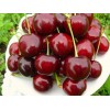 Саженец черешни Крупноплодная черная: фото и описание