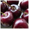 Саженец черешни Радица (Radica): фото и описание