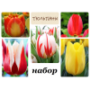 Луковиц тюльпанов (комплект №1 из 10 луковиц ): фото и описание