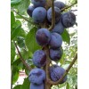 Саженец ранней фиолетовой сливы Блю Свит (Blue Sweet) колоновидная: фото и описание
