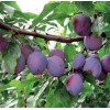 Саженец ранней фиолетовой сливы Заречная ранняя: фото и описание