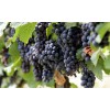Саженец винограда Молдова (Поздний/Черный): фото и описание
