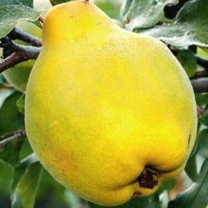 Айва грушевидная Ктюм-Жум
