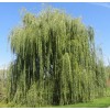 Саженец ивы плакучей Памяти Миндовского: фото и описание