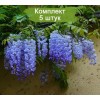 Саженцы Глицинии Сапфир (Sapphire) -  5 шт.: фото и описание