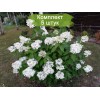Саженцы гортензии метельчатой  Прим Уайт (Prim White) -  5 шт.: фото и описание
