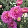 Саженцы Хризантемы Бленда Пурпле (Blenda Purple) - 5 шт.: фото и описание