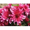 Саженцы хризантемы мультифлора ПАН лилак (Pan Lilac) (Ярко-малиновая ) -  5 шт.: фото и описание