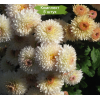 Саженцы хризантемы мультифлора Скайла (Белая ) -  5 шт.: фото и описание
