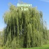 Саженцы Ивы плакучей Памяти Миндовского - 5 шт.: фото и описание