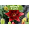 Луковицы лилии азиатской Тайни рокет (Tiny Rocket) -  5 шт.: фото и описание