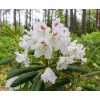 Саженец рододендрона Тигерштэт (Tigerstedt) (белый ): фото и описание