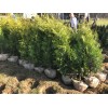 Туя Брабант 100-150 см: фото и описание